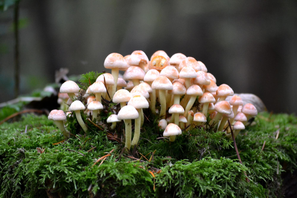 Trumpa „Grybų karo“ istorija